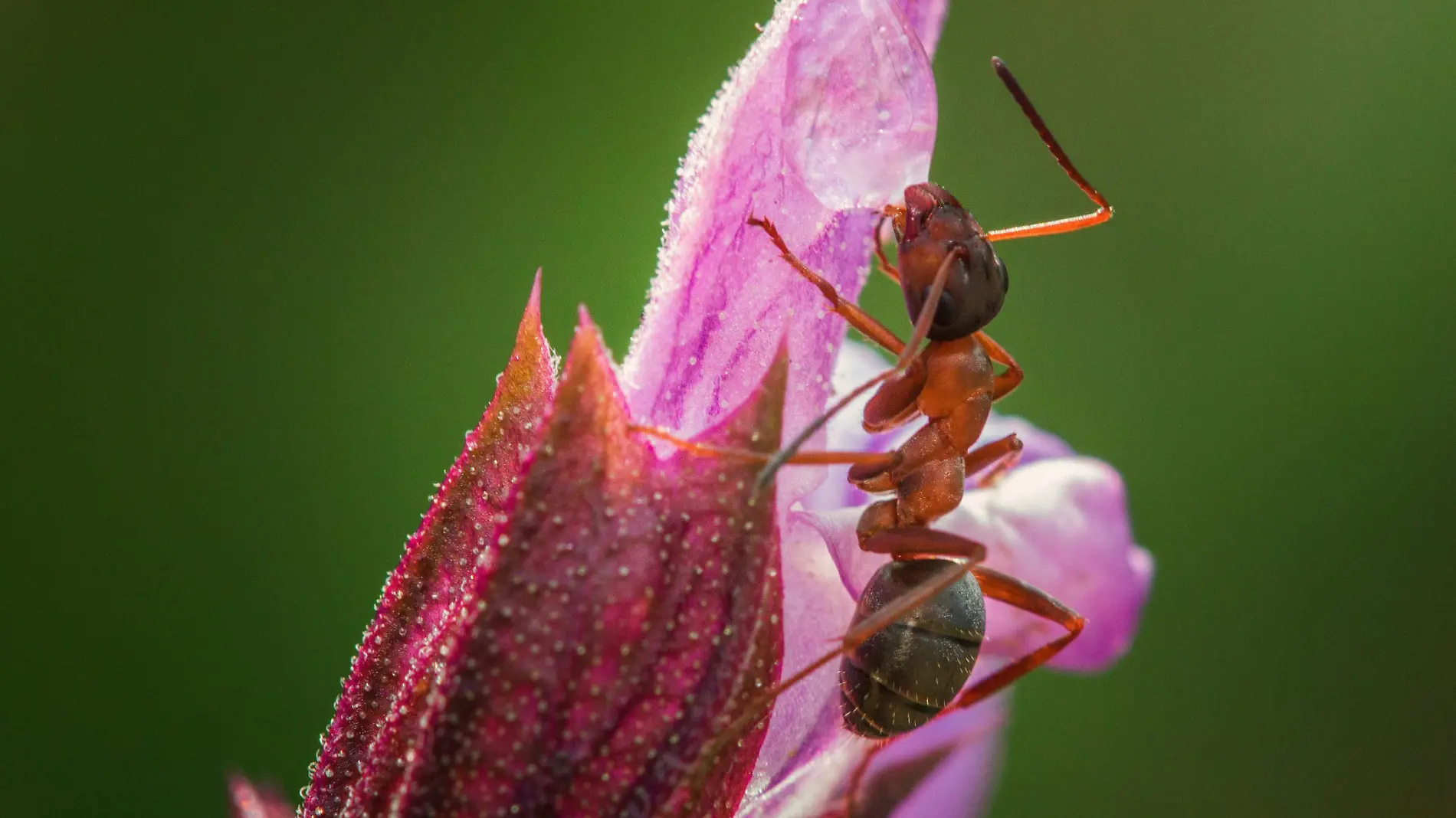 Hormiga Insectos Martin Vysoudil Unsplash